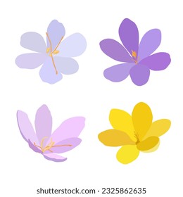 Collection of crocuses and saffrons. A set of spring purple, yellow and white crocuses. Vector illustration of beautiful multicolored flowers