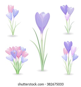 collection of crocuses for your design