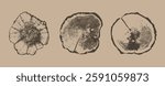 Collection of cross sections of tree growth rings. Set of tree stumps isolated. Natural cut wood. Ring pattern, wood texture. Slice of tree with growth rings, tree slabs trunk. Vector design elements