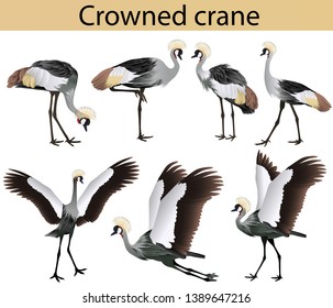 Collection of crowned cranes in colour image