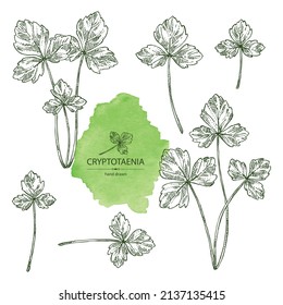 Collection of cryptotaenia japonica: cryptotaenia leaves and plant. Honewort. Mitsuba Plant. Herbs and spices. Vector hand drawn illustration.