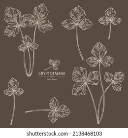 Collection of cryptotaenia japonica: cryptotaenia leaves and plant. Honewort. Mitsuba Plant. Herbs and spices. Vector hand drawn illustration.