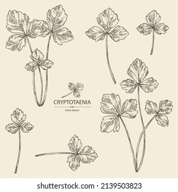 Collection of cryptotaenia japonica: cryptotaenia leaves and plant. Honewort. Mitsuba Plant. Herbs and spices. Vector hand drawn illustration.