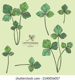 Collection of cryptotaenia japonica: cryptotaenia leaves and plant. Honewort. Mitsuba Plant. Herbs and spices. Vector hand drawn illustration.