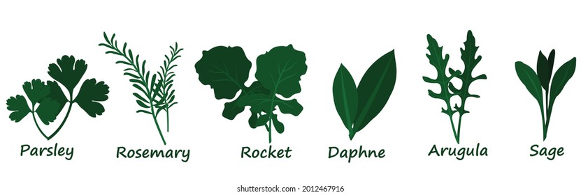 Collection of culinary herbs, outline illustrations 