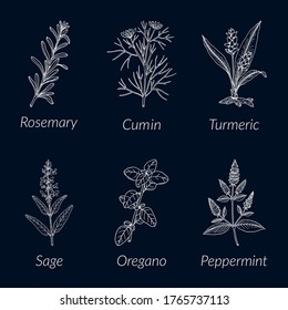 Collection of culinary herbs and spices. Hand drawn botanical vector illustration
