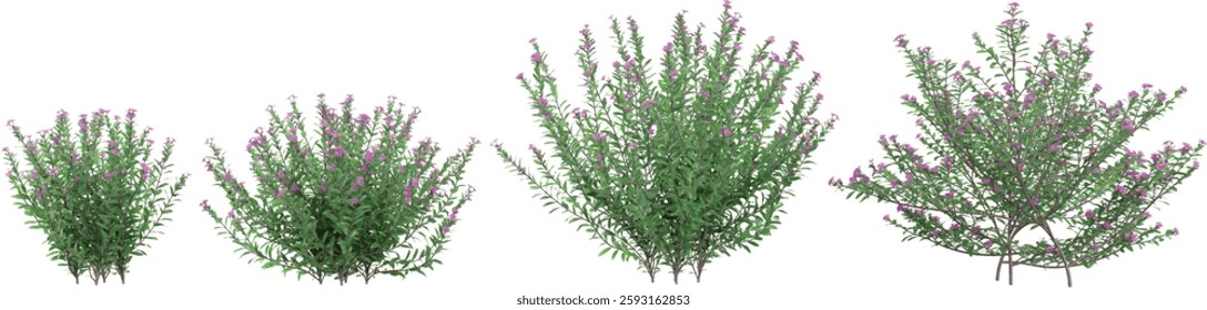 Collection of Cuphea flower plants on transparent background