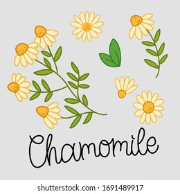 Collection of cute cartoon chamomile illustrations with handwritten calligraphy script. Bouquet, flowers, herbs Vector isolated graphic design elements and illustrations.