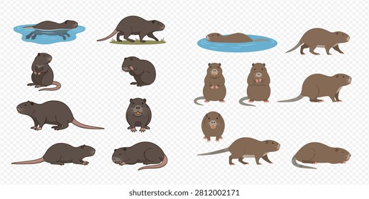 A collection of cute cartoon nutria or coypu in various poses, including swimming, standing, walking, and sitting, on a transparent background.