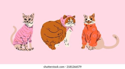 Collection cute cats in sweater