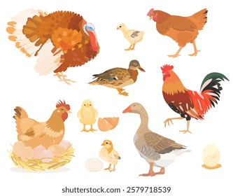 Collection cute farm birds. Vector illustration of brown Hen, Chicken, Turkey, Rooster, Goose, Duck , Chicks and eggs isolated on white background. Set of poultry clip.