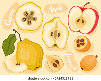 Coleção de ilustrações de frutas bonitas, marmelo amarelo, loquat, maçã vermelha. Frutos doces suculentos. Frutos inteiros, metades e pedaços de frutos com sementes.