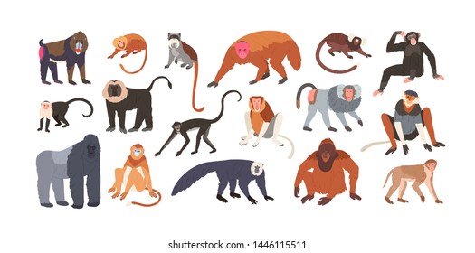 Collection of cute funny exotic monkeys and apes isolated on white background. Set of adorable tropical animals or primates. Bundle of endangered species. Flat cartoon colorful vector illustration.