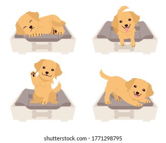 The collection of cute golden retriever on the mattress basket or bed of dog in flat vector style. Graphic resource about set of dogs for graphic, content, etc.