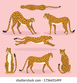 Collection of cute hand drawn cheetahs on pink background, standing, stretching, running and walking. Flat vector illustration