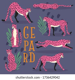 Collection of cute hand drawn pink cheetahs on dark purple background, standing, stretching, running and walking with exotic plants and hand lettering. Flat vector illustration