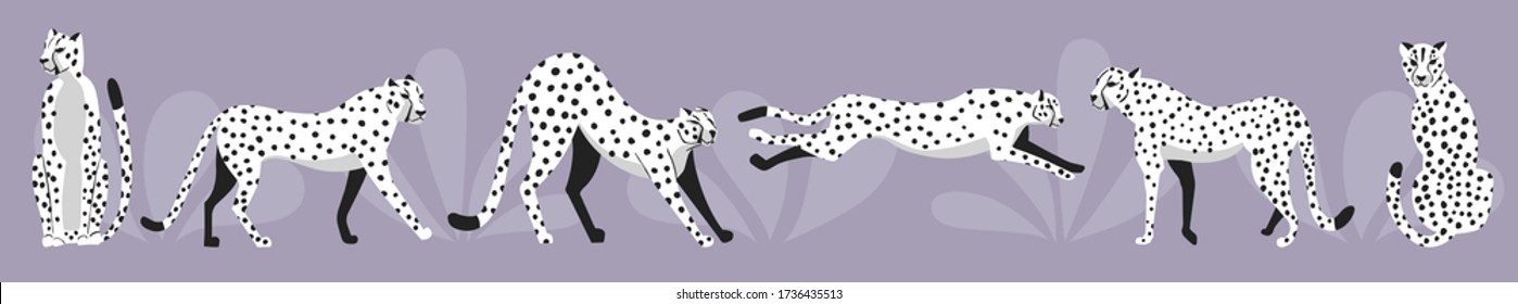 Collection of cute hand drawn white cheetahs on light purple background, standing, stretching, running and walking with exotic plants. Flat vector illustration