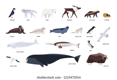 Collection of cute polar animals, birds, marine mammals inhabiting Arctic and Antarctica isolated on white background. Polar fauna set. Bright colored vector illustration in flat cartoon style.