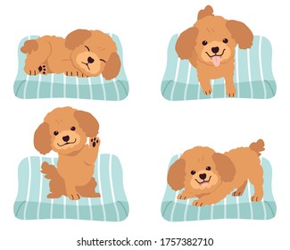 The collection of cute poodle on the mattress or bed of dog in flat vector style. Graphic resource about set of dogs for graphic, content, etc.