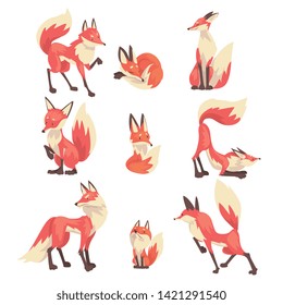 Collection of Cute Red Foxes Characters Cartoon Vector Illustration