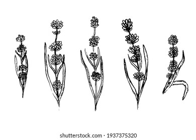 Collection of cute sketch black lavender branches