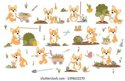 A collection of cute welsh corgi in various poses. Corgi dogs gardening plants, weed beds, watering seedlings, pruning bushes and trees, working in the garden. Set of cute animals. Vector illustration