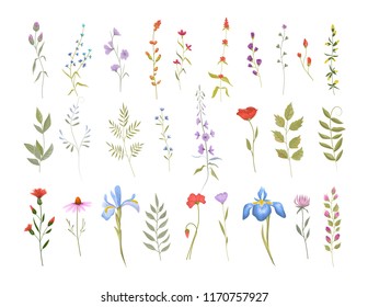 Collection of cute wild flowers. Set of botanic floral elements. Isolated vector illustration