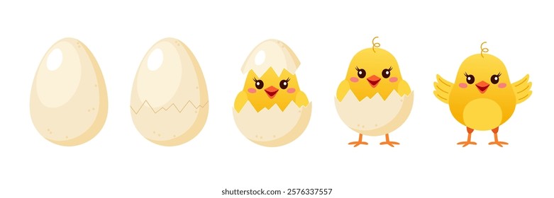 Collection of cute yellow chicken.  Cycle of a cute yellow chick, from egg to  chick with wings.