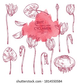 Collection of cyclamen: cyclamen flowers, bud, root and leaves. Alpine violet. Cosmetic, perfumery and medical plant. Vector hand drawn illustration