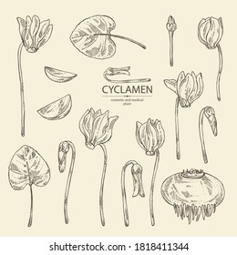 Collection of cyclamen: cyclamen flowers, bud, root and leaves. Alpine violet. Cosmetic, perfumery and medical plant. Vector hand drawn illustration