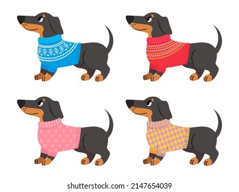 Collection of dachshund clothes, sweater for dogs. Dog dachshund sweater, animal drawing character, doggy adorable wearing. Vector illustration