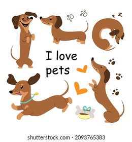 Collection of dachshund dogs and lettering love pets. Vector cartoon illustration