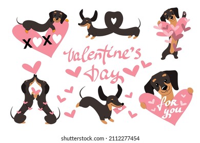 Collection of dachshund dogs for valentine's day. Vector illustration