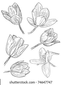 collection of daffodil sketches
