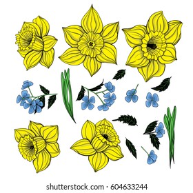 Collection daffodils, spring flowers and leaves. Elements for design.