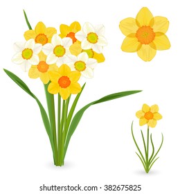 collection of daffodils. spring flowers for your design