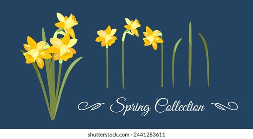 Collection of daffodils in vector, flat style. Set of daffodils and a bouquet of spring daffodils in vector.