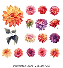 Collection of Dahlia Flower Watercolor