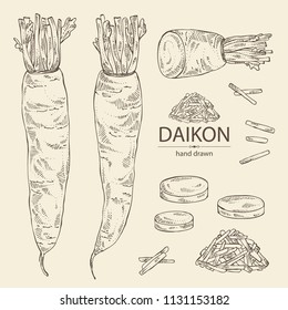 Collection of daikon: root and a piece of daikon. Chinese radish. Vector hand drawn illustration.
