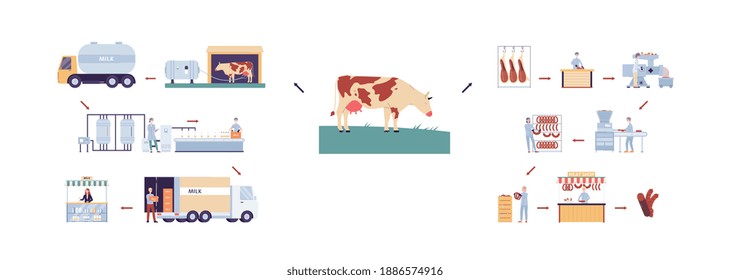 Collection of dairy farm or milk factory infographics, flat vector illustration isolated on white background. Milk production processes and cattle breeding industry.