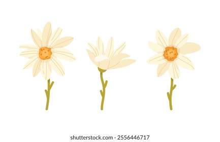 Collection of daisies in flat style on a white background