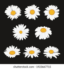 Collection of daisy flower with flat design style vector