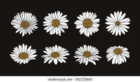 Collection of daisy flower with ink style vector 
