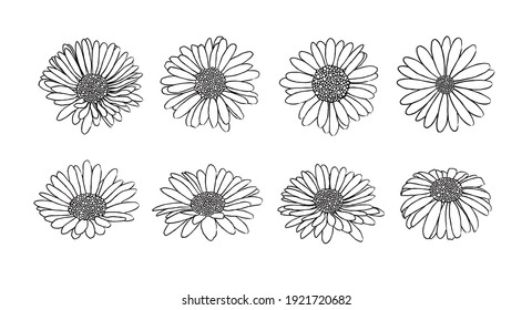 black and white daisy outline