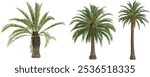 Collection of Date palm,Canary Island date palm on transparent background