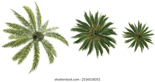Collection of Date palm,Canary Island date palm on transparent background from the top view