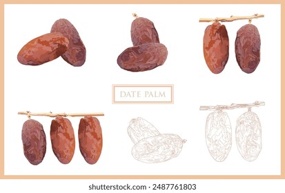 A collection of Date Palml in various shapes and sizes, arranged in a seamless pattern on a white.