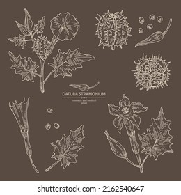 Collection of datura stramonium: leaves, datura stramonium flowers and plant. Datura common. Cosmetic, perfumery and medical plant. Vector hand drawn illustration.