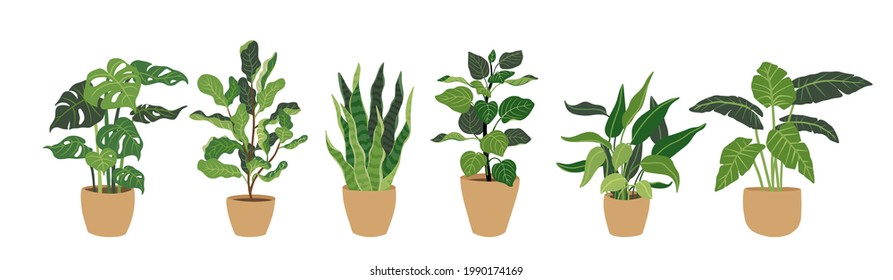 Collection Decorative green houseplants in pots, vector illustration