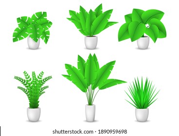 Colección de plantas decorativas aisladas en un fondo blanco. Conjunto de hermosas decoraciones de la casa. Ilustración vectorial.